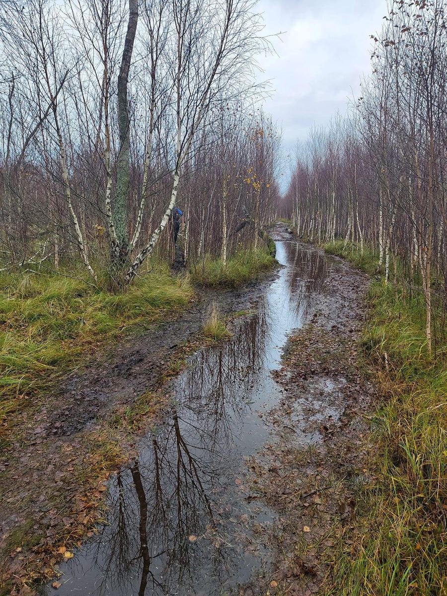 A flooded trail through a birch forest