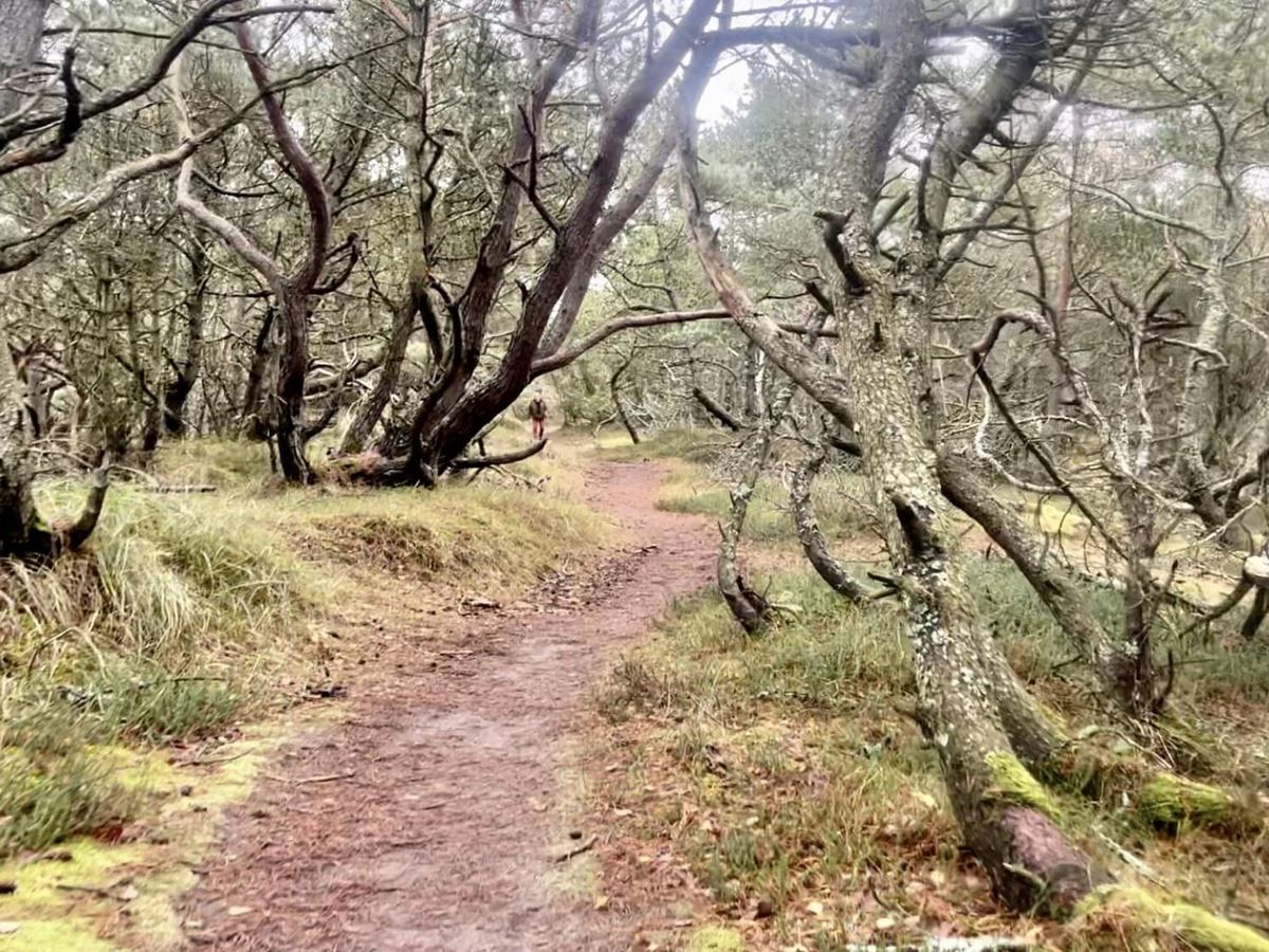 A trail between twisted trees on Kullaberg